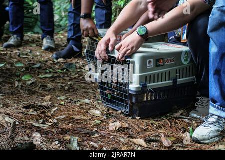 Yogyakarta, Indonesien. 23. August 2022. Beamte des Wildlife Rescue Center (WRC) ließen das Javanische Stachelschwein (Hystrix Javanica) am 23. August 2022 im Tlogo Nirmolo Forest des Mount Merapi National Park (TNGM) in Yogyakarta, Indonesien, in die Wildnis entlassen. Das Javanische Stachelschwein ist ein endemisches Tier in Indonesien und ist gesetzlich geschützt. (Foto von Freedy Tungga/INA Photo Agency/Sipa USA) Quelle: SIPA USA/Alamy Live News Stockfoto