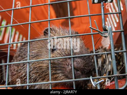 Yogyakarta, Indonesien. 23. August 2022. Ein Javanerporcupine (Hystrix Javanica) auf einem Käfig, bevor es am 23. August 2022 im Tlogo Nirmolo Forest des Mount Merapi National Park (TNGM) in Yogyakarta, Indonesien, in die Wildnis entlassen wurde. Das Javanische Stachelschwein ist ein endemisches Tier in Indonesien und ist gesetzlich geschützt. (Foto von Freedy Tungga/INA Photo Agency/Sipa USA) Quelle: SIPA USA/Alamy Live News Stockfoto