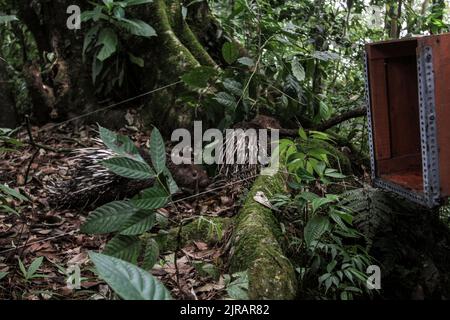 Yogyakarta, Indonesien. 23. August 2022. Ein Javanerporcupine (Hystrix Javanica) während der Freisetzung im Tlogo Nirmolo Forest des Mount Merapi National Park (TNGM) in Yogyakarta, Indonesien am 23. August 2022. Das Javanische Stachelschwein ist ein endemisches Tier in Indonesien und ist gesetzlich geschützt. (Foto von Freedy Tungga/INA Photo Agency/Sipa USA) Quelle: SIPA USA/Alamy Live News Stockfoto