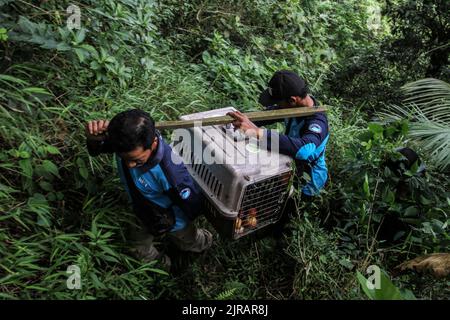 Yogyakarta, Indonesien. 23. August 2022. Beamte des Wildlife Rescue Center (WRC) tragen das Javanische Stachelschwein (Hystrix Javanica) am 23. August 2022 in einem Käfig zur freien Verfügung im Tlogo Nirmolo Forest des Mount Merapi National Park (TNGM) in Yogyakarta, Indonesien. Das Javanische Stachelschwein ist ein endemisches Tier in Indonesien und ist gesetzlich geschützt. (Foto von Freedy Tungga/INA Photo Agency/Sipa USA) Quelle: SIPA USA/Alamy Live News Stockfoto