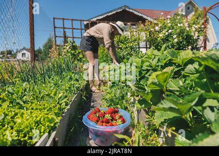 Landwirt, der an sonnigen Tagen in der Erdbeerfarm arbeitet Stockfoto