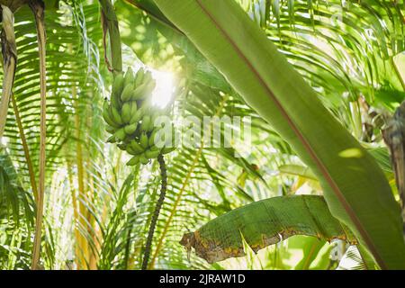 Grüne Bananen wachsen im Dschungel Stockfoto