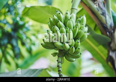 Grüne Bananen wachsen im Dschungel Stockfoto