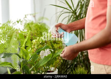 Mann spritzen Zimmerpflanze mit Wasser zu Hause Stockfoto