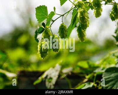 Eine Nahaufnahme von Wildhopfenzapfen in der Natur (Humulus lupulus) Stockfoto