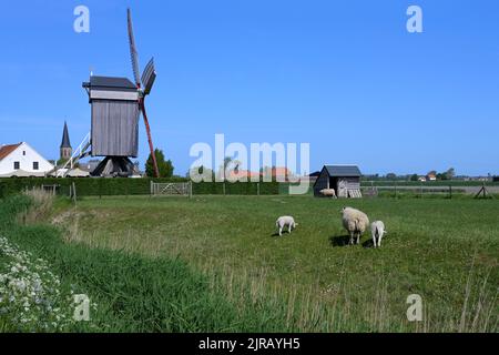 Schafe weiden im Polder vor der Windmühle Geersensmolen, Klemskerke, Ostende, Belgien Stockfoto