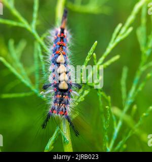 Rostiger Stoßfalter (Orgyia antiqua) Raupe kriecht auf Pflanzenstämmen Stockfoto