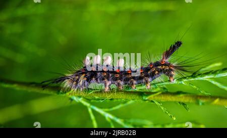 Rostiger Stoßfalter (Orgyia antiqua) Raupe kriecht auf Pflanzenstämmen Stockfoto