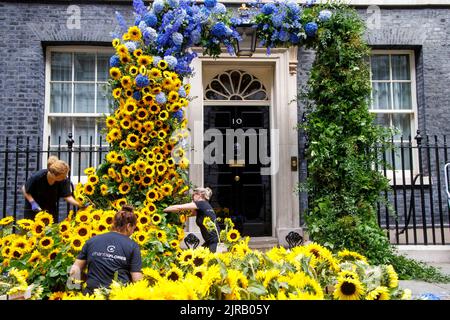 London, Großbritannien. 23. August 2022. Den letzten Schliff gibt es auf der Blumenvorzeige in der Downing Street Nr. 10 zum Unabhängigkeitstag der Ukraine, der morgen, dem 24.. August, stattfindet. Kredit: Mark Thomas/Alamy Live Nachrichten Stockfoto