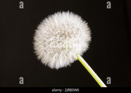 Reife Delelion Blume in Samen. (Taraxacum officinale). Auf schwarzem Hintergrund. Stockfoto