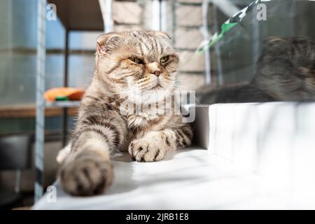 Traurige Katze, Scottish Fold liegt auf dem Fensterbrett und schaut nachdenklich in die Ferne. Gesundheitskonzept für Haustiere. Stockfoto