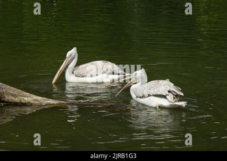 Zwei Pelikane sitzen auf dem Wasser in einem See. Pelecanus Pelecanidae. Stockfoto