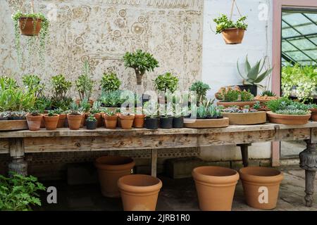 Große Auswahl an ornamentalen grünen Topfpflanzen auf Holztheke zum Verkauf im Blumenladen gestellt Stockfoto