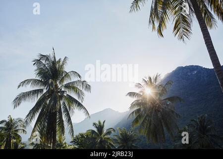 Die Sonne scheint durch Palmenblätter Stockfoto