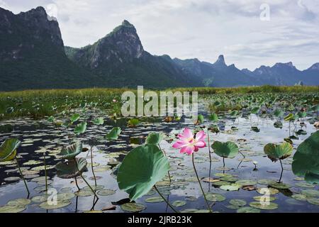 Die rosa Lotusblume schwimmt im See Stockfoto