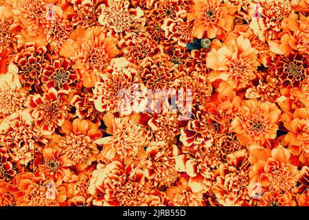 Blumen Dekoration, orange Ringelblume oder Tagetes Blumen Hintergrund, Blumenbeet. Draufsicht Stockfoto