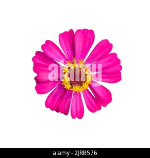 zinnia blüht auf weißem Hintergrund Stockfoto