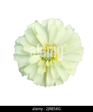 zinnia blüht auf weißem Hintergrund Stockfoto