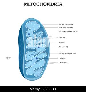 Mitochondrien Nahaufnahme Struktur detailliertes illustriertes Diagramm auf weißem Hintergrund. Stock Vektor