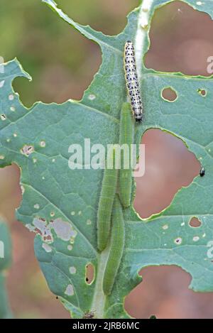 Kleine weiße oder kohlweiße Raupen (Pieris rapae) und große weiße oder kohlweiße Schmetterlinge (Pieris brassicae) auf sprießenden Brokkoli, Stockfoto
