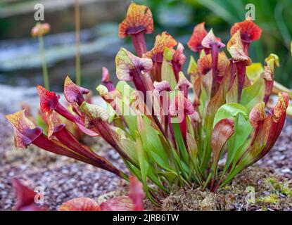 Fleischfressende mehrjährige Pflanze wächst in einem Moorgarten , Sarracenia × exornata Stockfoto