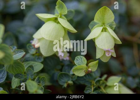 Rundblättriger Oregano, Origanum rotundifolium Stockfoto