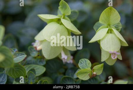 Rundblättriger Oregano, Origanum rotundifolium Stockfoto