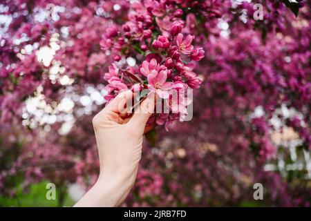 Hand einer Frau, die Apfelblüten hält Stockfoto
