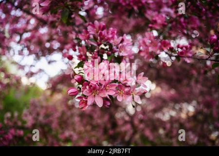 Rosa Apfelblüten blühen im Garten Stockfoto