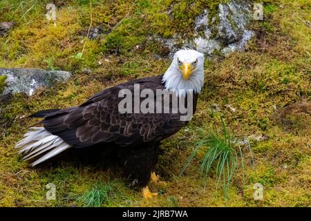 Alaska, Tongass National Forest, Anan Creek. Weißkopfseeadler (WILD: Haliaeetus leucocephalus) Stockfoto