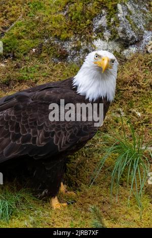 Alaska, Tongass National Forest, Anan Creek. Weißkopfseeadler (WILD: Haliaeetus leucocephalus) Stockfoto