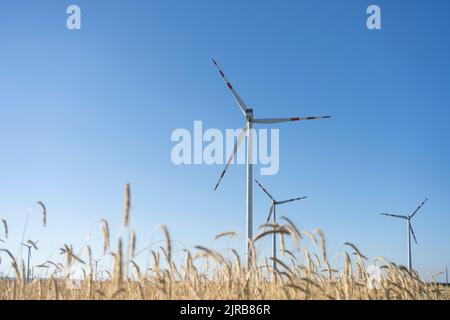 Windturbinen im Weizenfeld an sonnigen Tagen Stockfoto