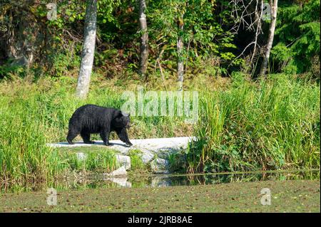 Der amerikanische Schwarzbär (Ursus americanus), nass vom Schwimmen, wandert entlang eines Damm im Minnekhada Regional Park, British Columbia, Kanada. Stockfoto