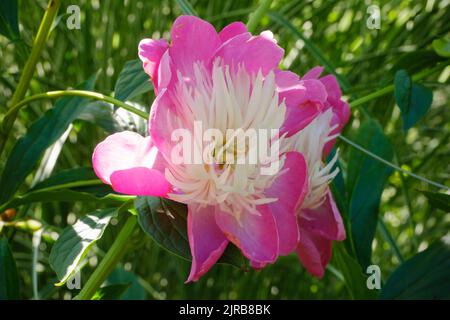 Kopf der rosa blühenden Pfingstrose Stockfoto