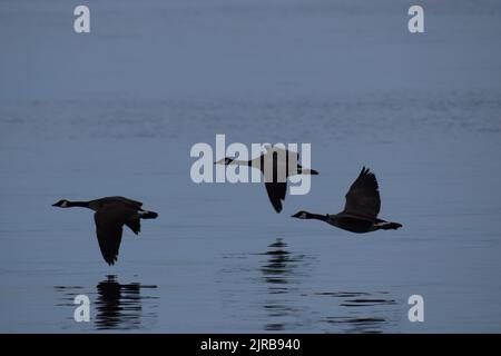 Kanadagänse fliegen sehr niedrig und spiegeln sich im Wasser im Lincoln Park, West Seattle Stockfoto