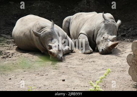 Weißes Nashorn in einem Zoo in lille (frankreich) Stockfoto