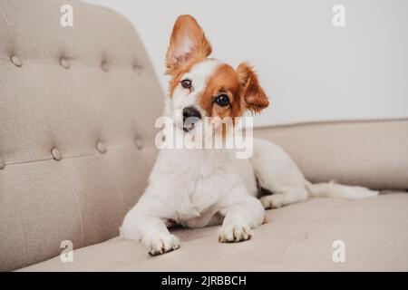 Niedlicher Hund sitzt zu Hause auf dem Sofa Stockfoto