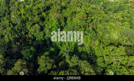 Luftaufnahme des tropischen Waldes, Aceh, Indonesien Stockfoto