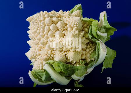 Weißer Romanesco-Brokkoli auf blauem Hintergrund Stockfoto