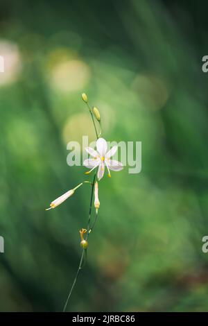 Feld Mausohr, Cerastinum arvense Pflanze mit verblendtem Hintergrund. Wilde Blume getönten Foto Hintergrund Stockfoto