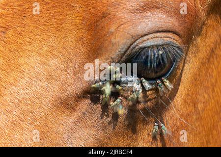 Detail der Fliege auf dem Auge des Pferdes. Lästige Insekten verursachen Entzündungen Stockfoto