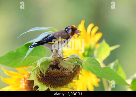 Europäischer Goldfink (Carduelis carduelis), der sich mit Sonnenblumen ernährt Stockfoto