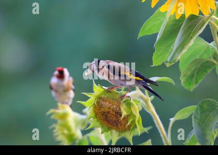 Europäischer Goldfink (Carduelis carduelis), der sich mit Sonnenblumen ernährt Stockfoto