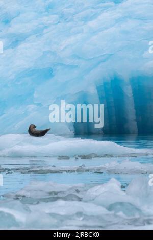 USA, Alaska, Stikine-LaConte Wilderness, LaConte-Gletscher. Seehund, auch bekannt als gewöhnliches Seehund auf dem Eisberg (WILD: Phoca vitulina) Stockfoto