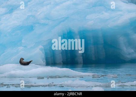 USA, Alaska, Stikine-LaConte Wilderness, LaConte-Gletscher. Seehund, auch bekannt als gewöhnliches Seehund auf dem Eisberg (WILD: Phoca vitulina) Stockfoto