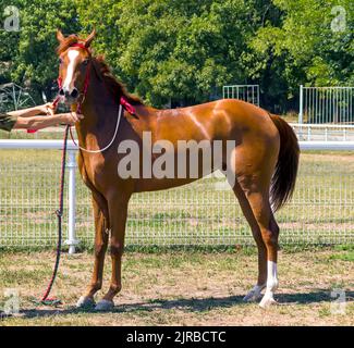 Porträt eines schönen grauen arabischen Pferdes nach einem Rennen. Stockfoto