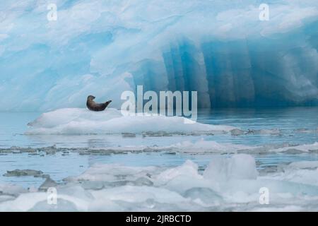 USA, Alaska, Stikine-LaConte Wilderness, LaConte-Gletscher. Seehund, auch bekannt als gewöhnliches Seehund auf dem Eisberg (WILD: Phoca vitulina) Stockfoto