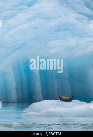 USA, Alaska, Stikine-LaConte Wilderness, LaConte-Gletscher. Seehund, auch bekannt als gewöhnliches Seehund auf dem Eisberg (WILD: Phoca vitulina) Stockfoto