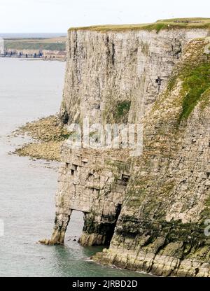 Ein Blick entlang der Klippen in der Nähe von Bempton, Yorkshire, mit Tausenden von brütenden Seevögeln, die sich an der Felswand festhalten. Stockfoto