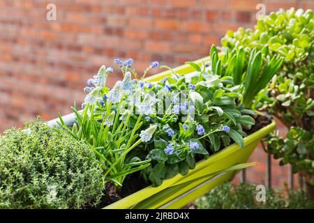 Kräuter und Frühlingsblumen werden im Balkongarten angebaut Stockfoto